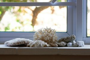 A window sill with a bunch of seashells on it
